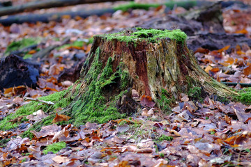 Vermooste Baumwurzel im Biotop