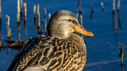 Stockente