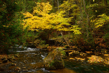 Yellow Maple tree in the Fall over the Boyne River at Hoggs Falls Flesherton Ontario