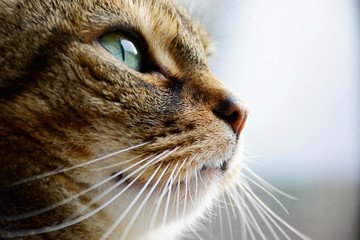 Handsome cat with beautiful green eyes. Profile, side view.