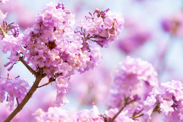 Beautiful Jacaranda obtusifolia flowers blooming in the garden at thailand