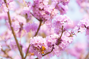 Fototapeta premium Beautiful Jacaranda obtusifolia flowers blooming in the garden at thailand