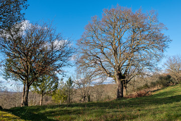 Oak forest on a sunny winter day. Galicia, Spain.