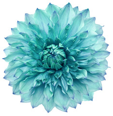 dahlia flower turquoise. Flower isolated on a white background. No shadows with clipping path. Close-up. Nature.
