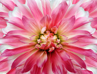 Floral red-pink background.  Dahlia  flower.  Close-up.  Nature.