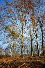 Beech forest in autumn - vintage style. Vertical.