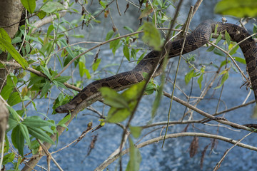 Florida banded water snake, Nerodia Fasciata in natural habitat.