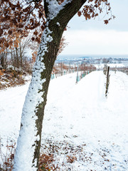 Oak trees in winter with snow