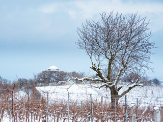 watchtower with vineyards and trees in winter