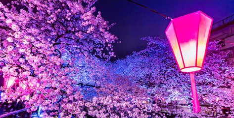 Beautiful night light of Sakura or Cherry blossom season in Tokyo at Meguro river Japan