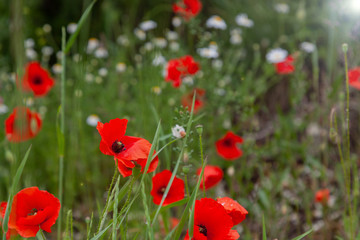 Red poppies grow in the meadow in the spring sunshine