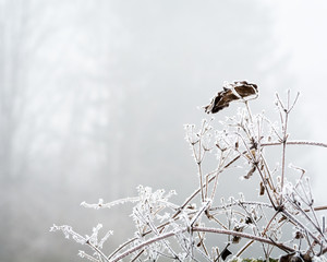 Branches in winter with snow