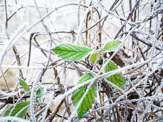 Green leaf in winter at hoarfrost