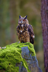 The Eurasian eagle-owl (Bubo bubo) , portrait in the forest. Eagle-owl sitting in a forest on a rock.