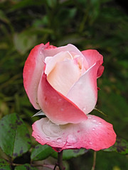 Aufgehende Knospe von zauberhafte weiss-rosa Rose
