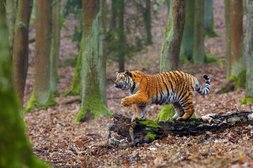 The Siberian Tiger (Panthera tigris tigris) also called Amur tiger (Panthera tigris altaica) in the...