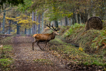 deer in french forest