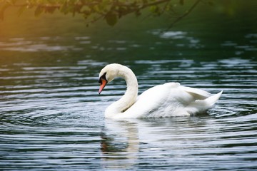 Obraz premium swan on the lake