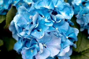Blue Flowers I