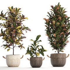 croton in pots on a white background