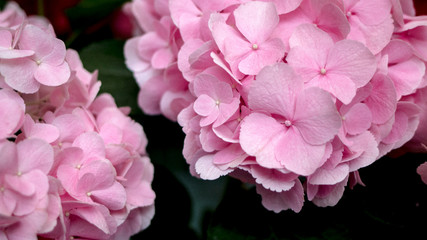 Pink Flowers V