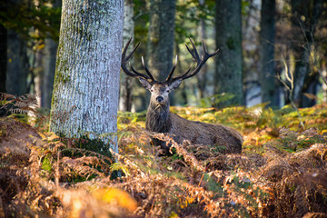 deer in french forest