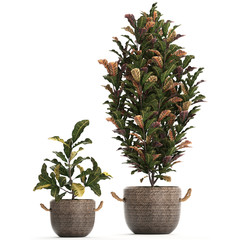 croton in pots on a white background