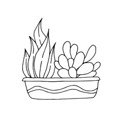 Hand drawn house plants in pots on a white background