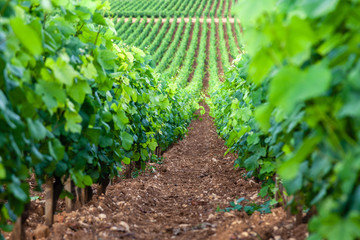 Closeup panoramic shot rows summer vineyard scenic landscape, plantation, beautiful wine grape...