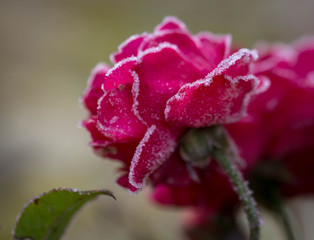 Enrob&eacute;e de sucre...!