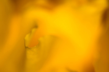 La vraie douceur d'une rose