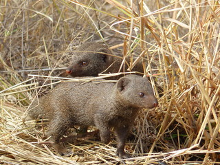 Dwarf mongoose in the Kruger NP