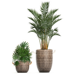 tropical plants on white background