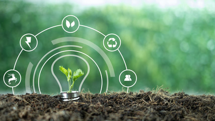 A small tree born on a light bulb with icons light bulb for renewable, sustainable development over blurred green nature background. environment concept.Ecology concept.green energy concept energy