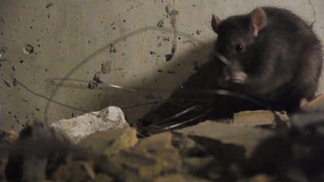 Black Rats Between The Pieces Of Bricks