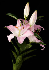 Pink and white lily flower on black background