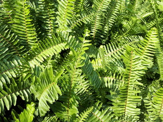 fern in forest