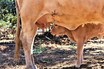 Native cows are at the farm.