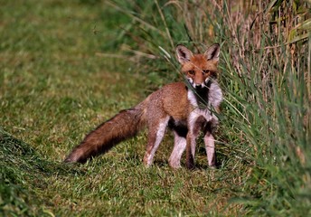 Naklejka na ściany i meble red fox in grass