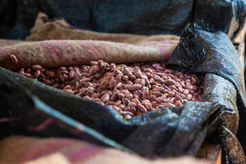 Ripe cocoa seeds, fermentation, processing, chocolate production. Selective focus