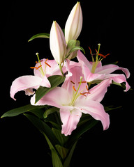 Pink and white lily flower on black background