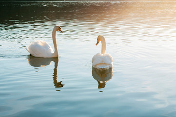 white swans on an autumn lake on a sunny day