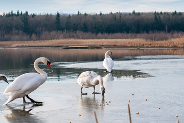 white swans on an autumn lake on a sunny day