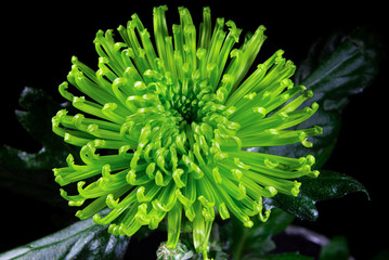 Top View of Single Green Chrysanthemum Flower on a Black Background.  Lime green Blossom