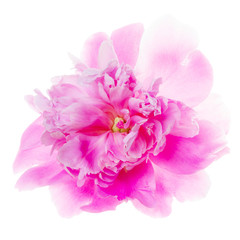Backlight shot of a magenta rose. Petals blur with the white background. Single Flower isolated on white background, including clipping path.