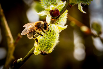 Insect, Bee, Spring - A honeybee sits on a plant, the willow catkins and gathers nectar. - obrazy, fototapety, plakaty