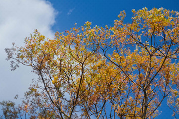  Yellow leaves in autumn and blue sky