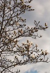   White magnolia flower against the sky
