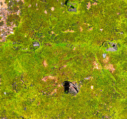 Green weeds that occur naturally from moisture.