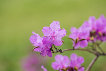 Fototapeta na wymiar Blooming azaleas in the spring botanical garden